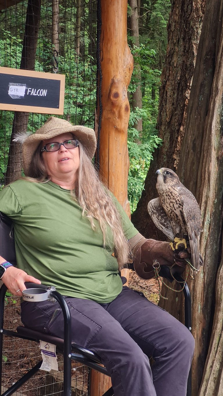 Capilano Birds - Falcon