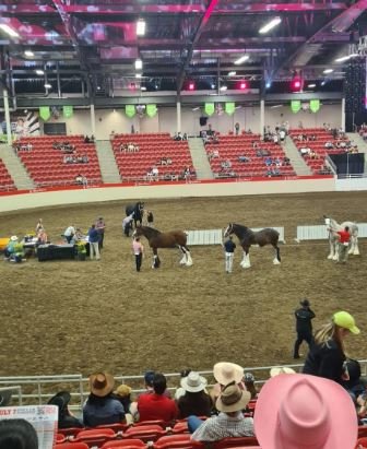 Horses Exhibition.JPG