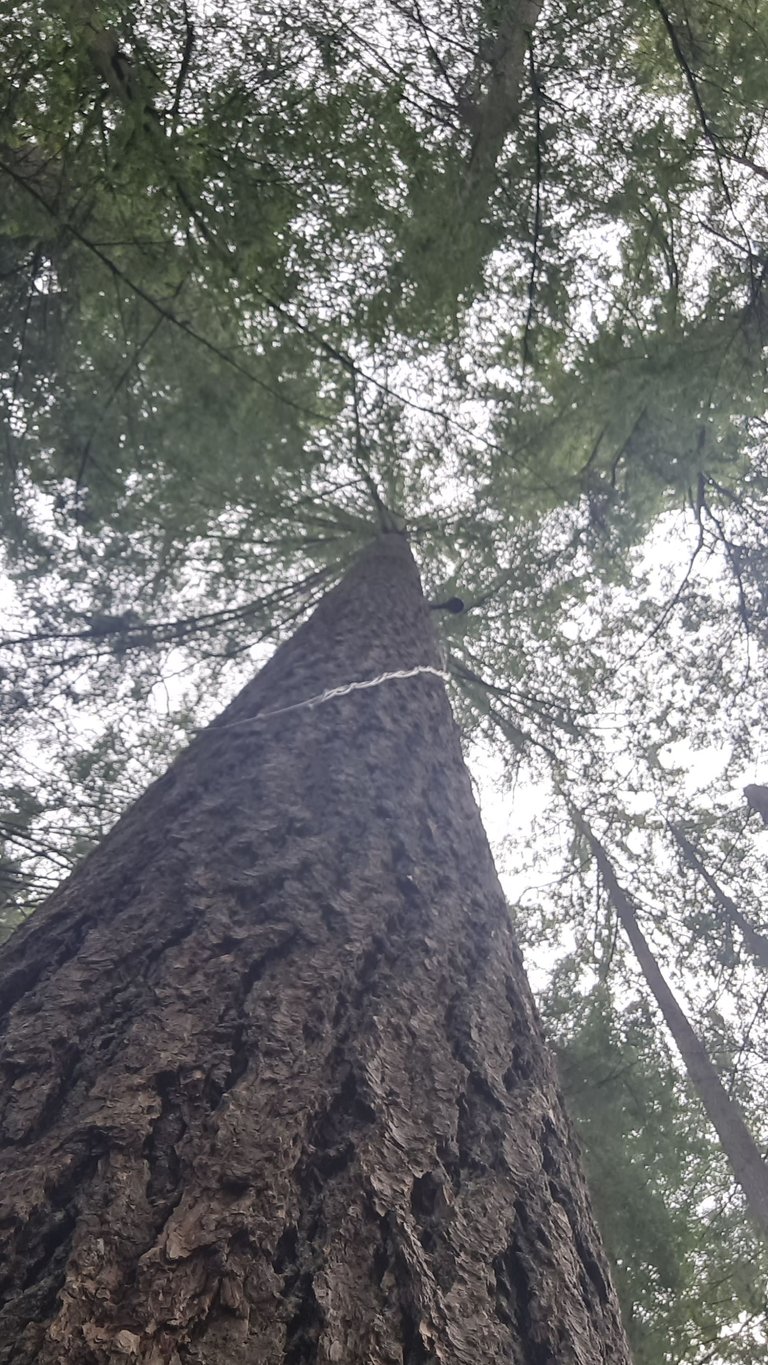 Capilano tree