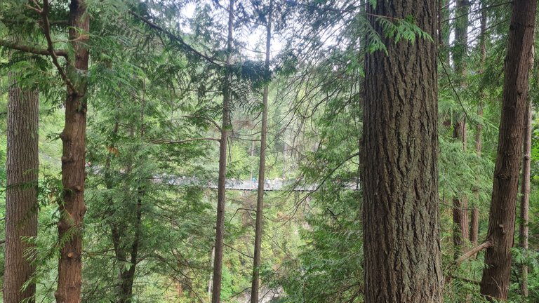 Capilano bridge - view from the entrance