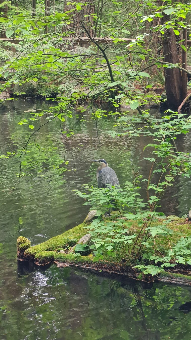 Capilano Birds