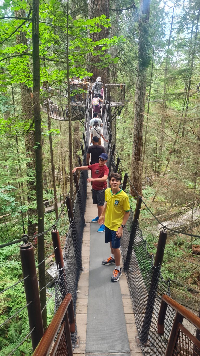 Treetops bridges