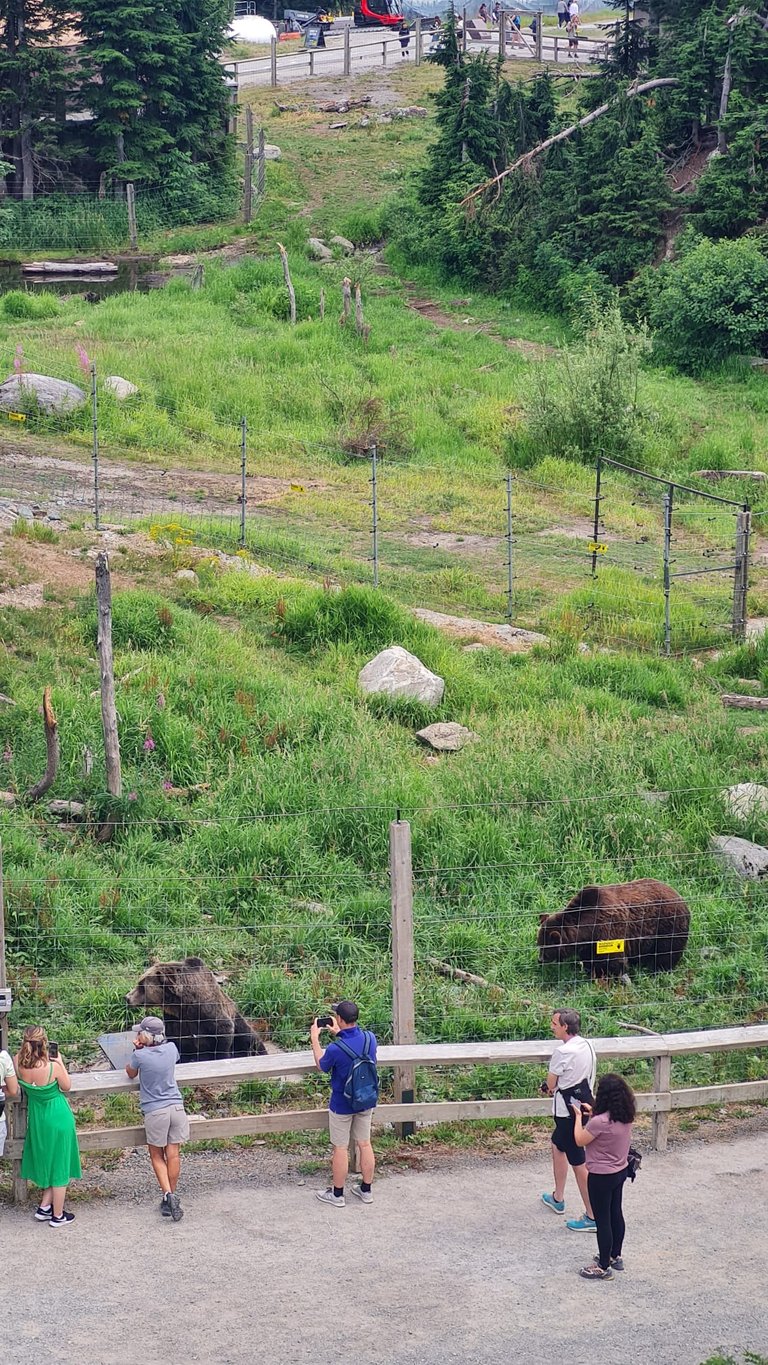 Bear from the chairlift