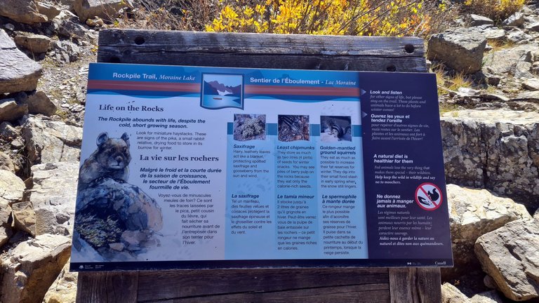 Moraine Lake Rockpile fauna info