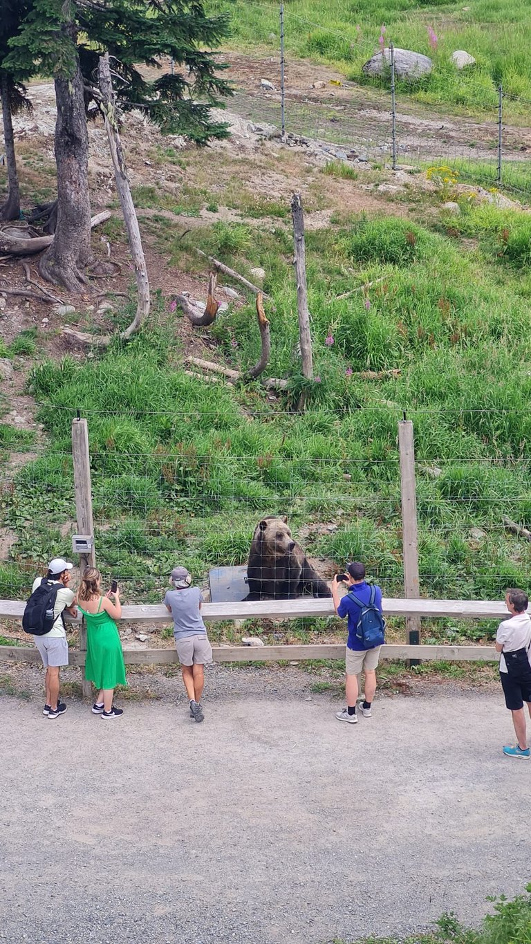 Bear view from the chairlift