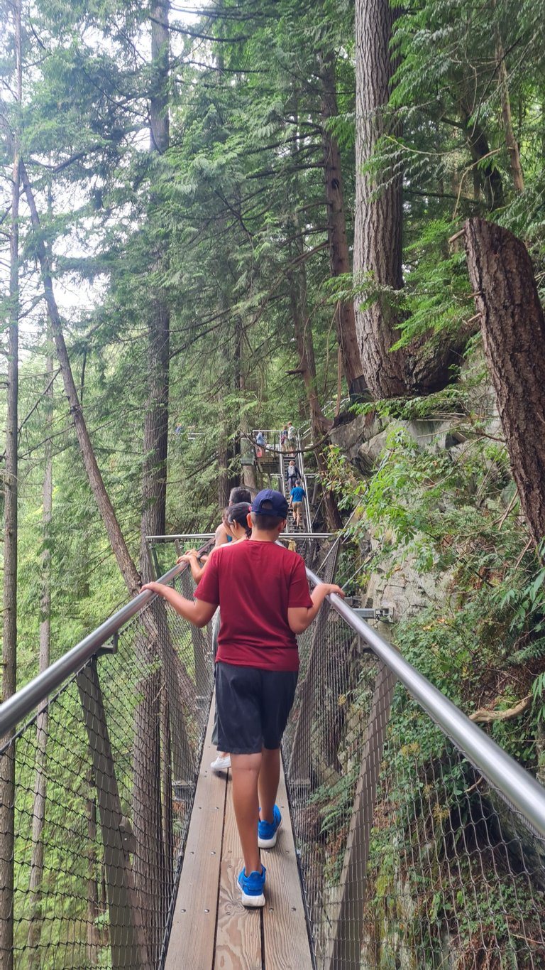 Capilano treetop crossing