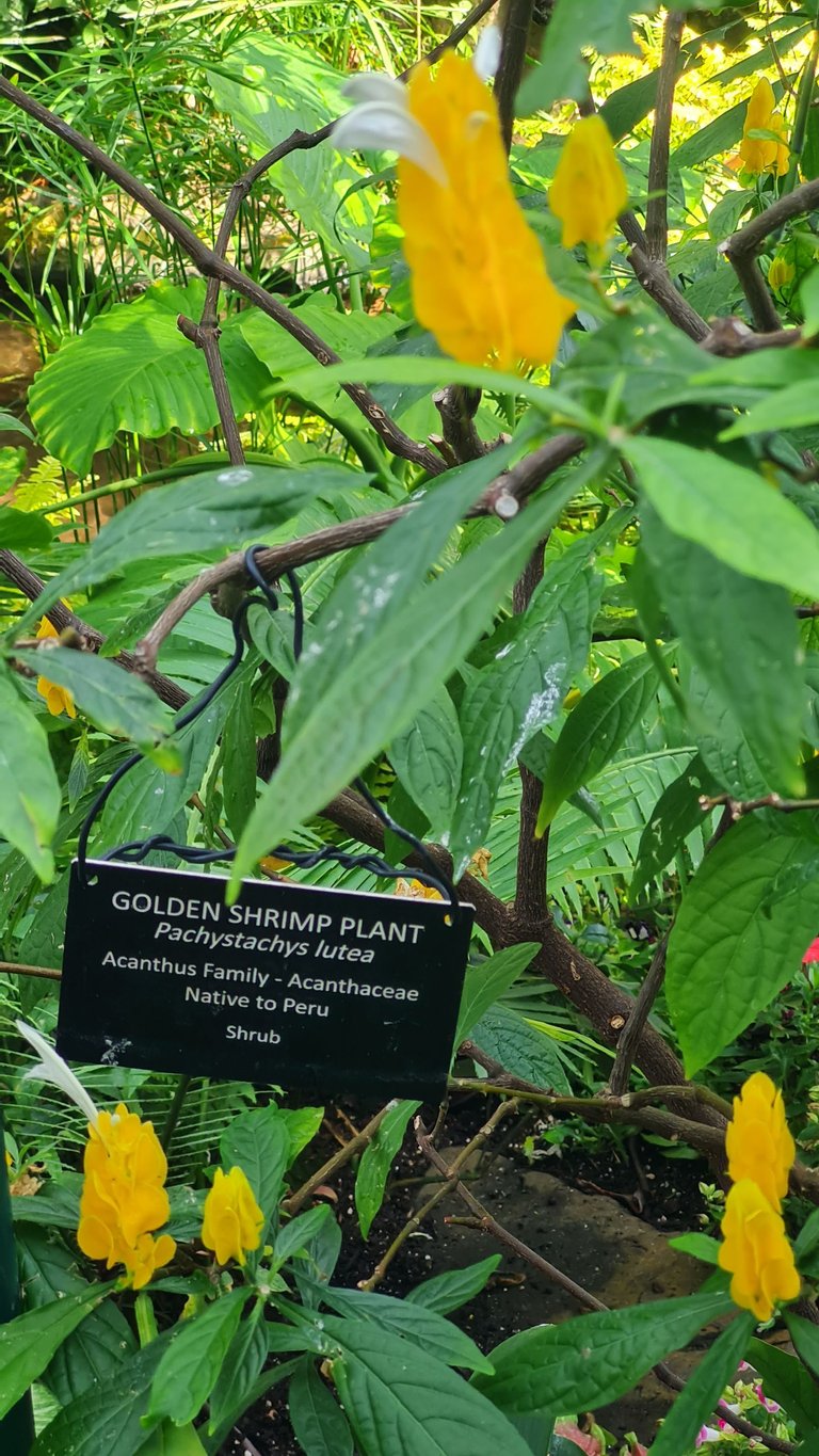 Bloedel Conservatory