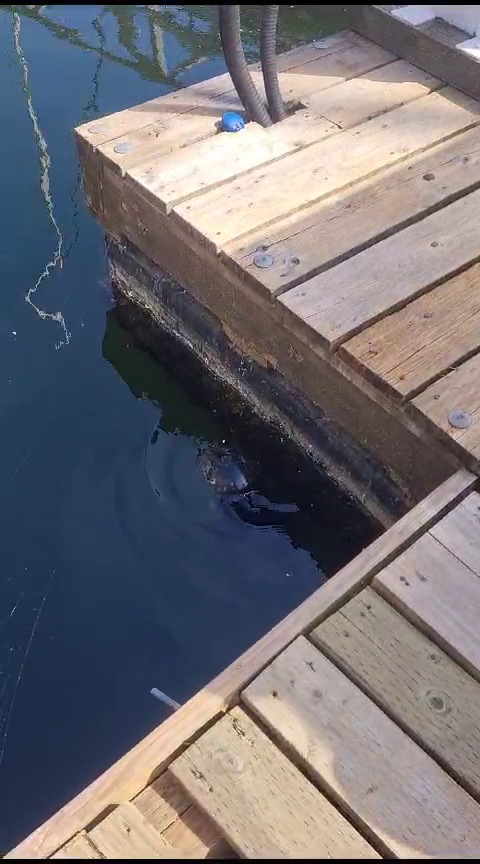 Seal playing on the pier