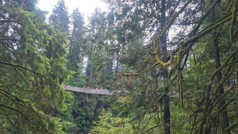 Capilano view from the rainforest