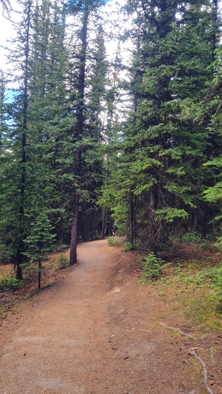 Peyto Lake trail