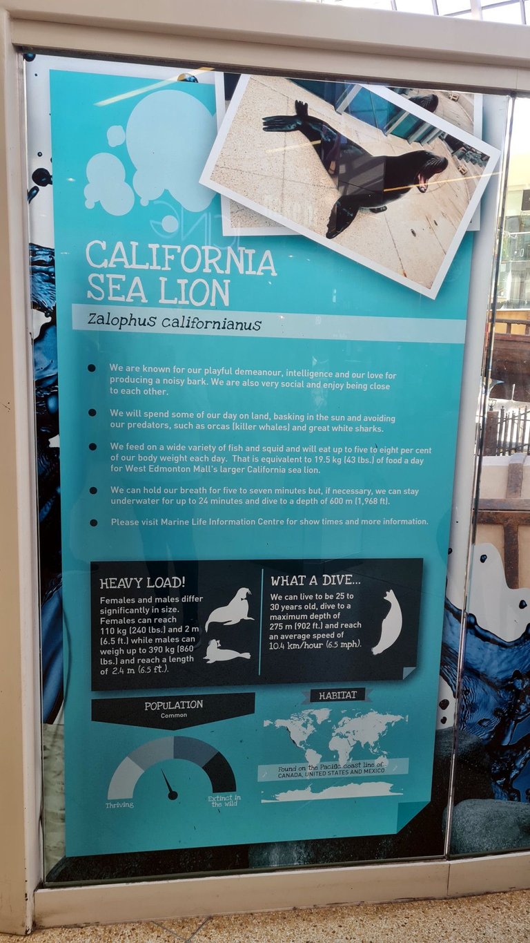 66 WEM Sea Lion Info.jpg