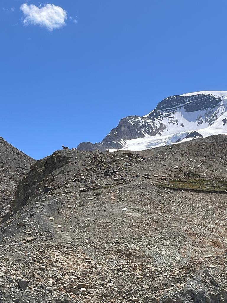 Glacier - Moutain Goats Family