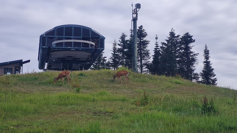 Deers eating