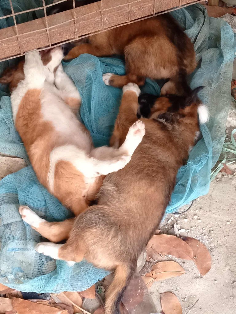 received_3539714953001768.jpeg