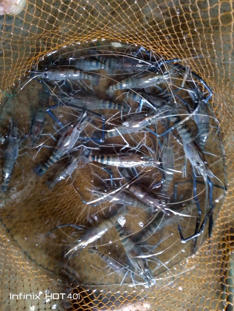 received_440888435381347.jpeg