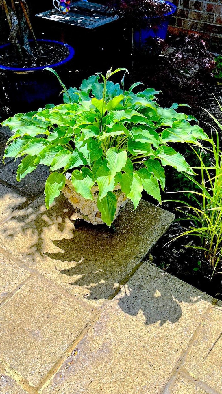 Hosta-Plant.JPG