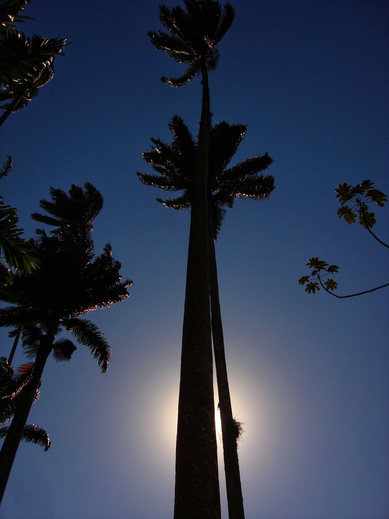 Palmeira Imperial - Palm Trees Silhouet