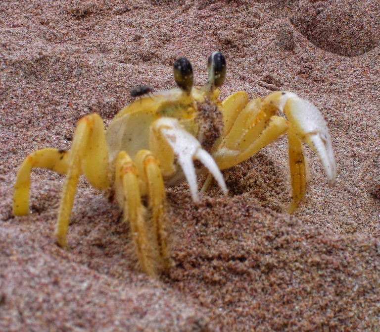 Soft Crab - Hello little friends, and fly company (Bugs life?)
