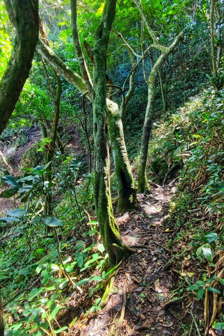 Trail down to Biguá Beach