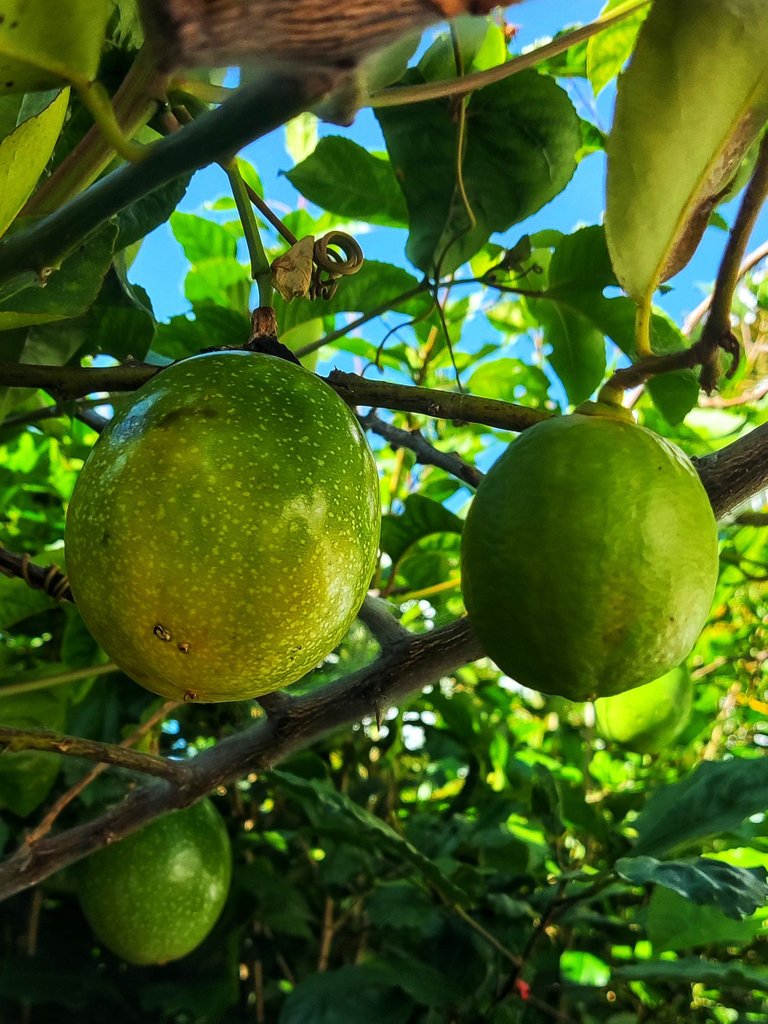 Passion fruit and Lemon tree in the garden. Great combo for my Caipirinhas drink.