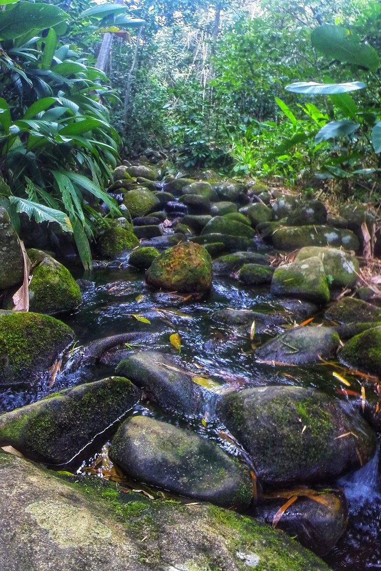 rio trilha antigos