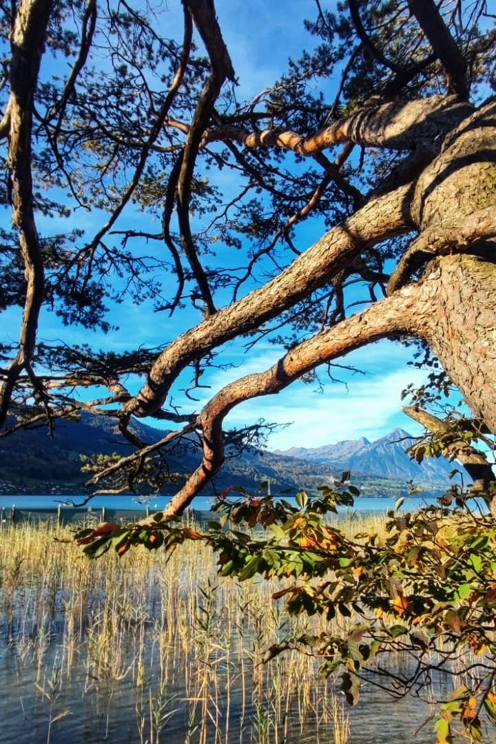 lake trail tree.jpg