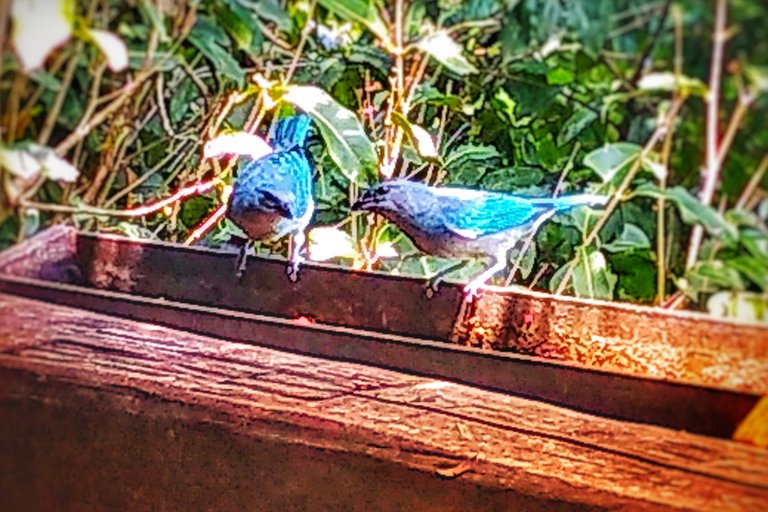 Breakfast with birds