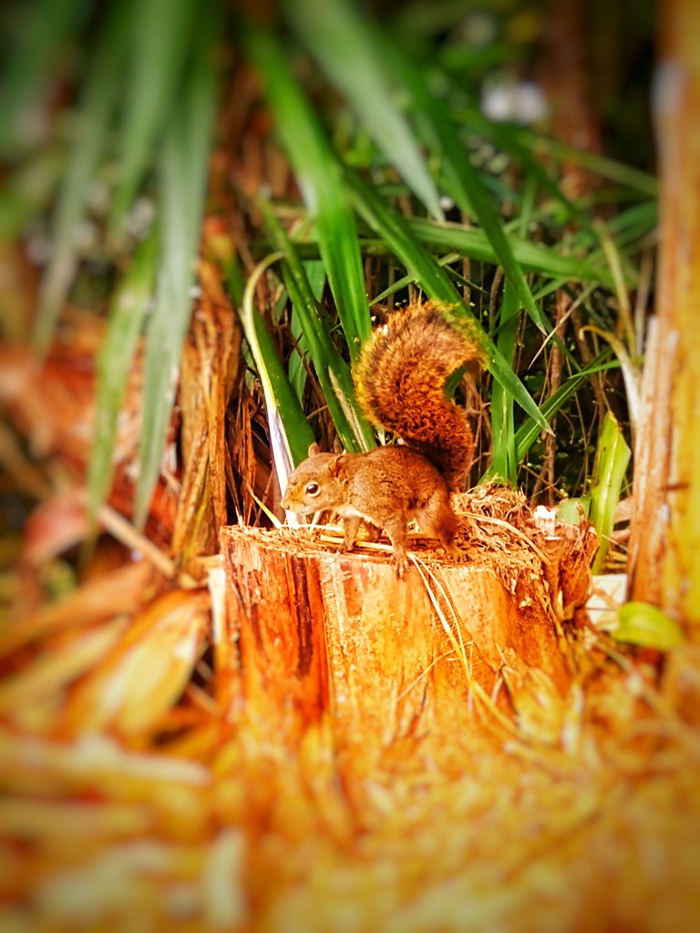 Brazilian squirrel - Caxinguele - very rare to see