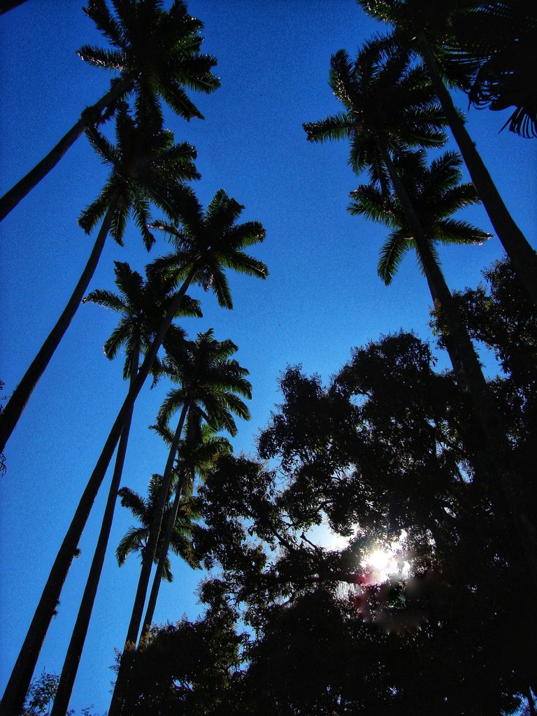 Palm Trees with blue sky