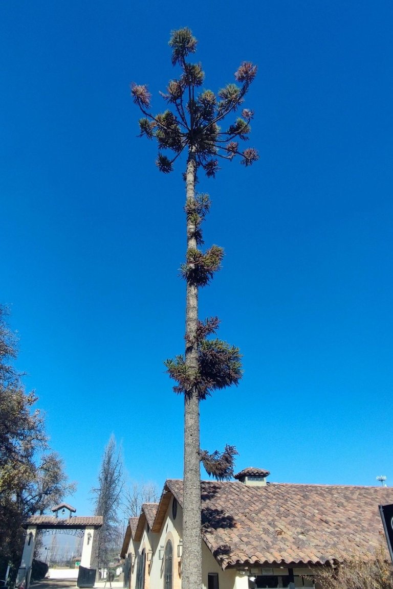 A Big Tree