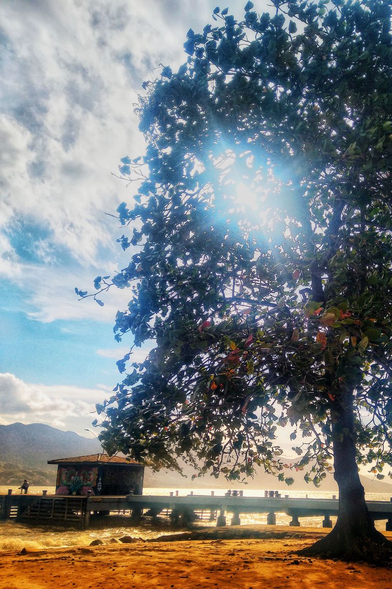 Sunshining over a tree at pier