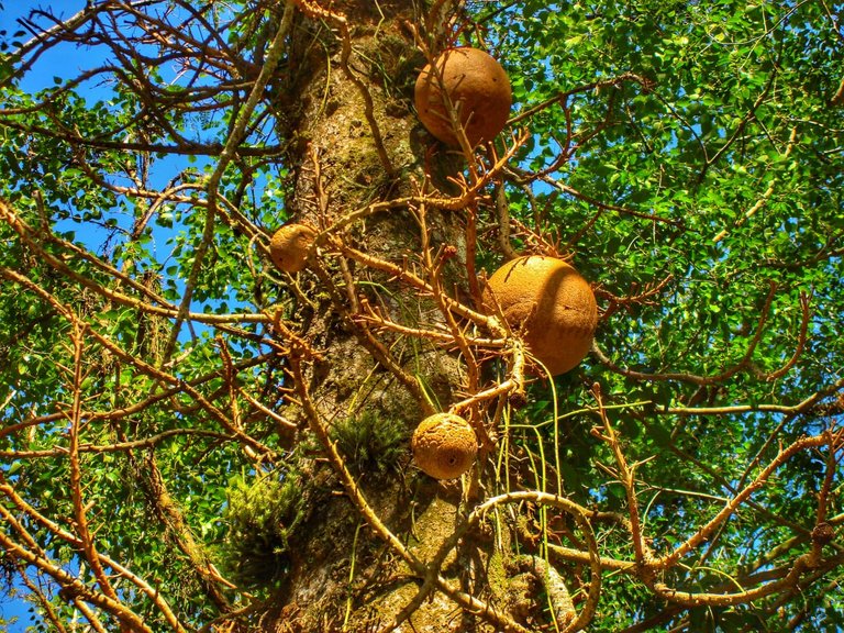 Abricó de macaco - Couroupita guianensis