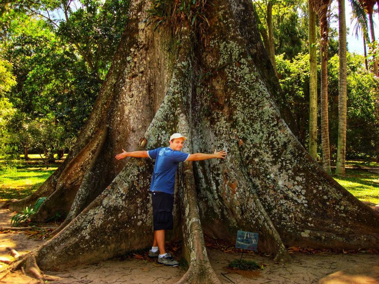Sumaúma Ceiba petranda - Trees hugs feels so great