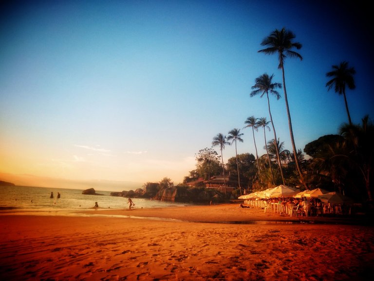 Palm trees at Praia dos sinos