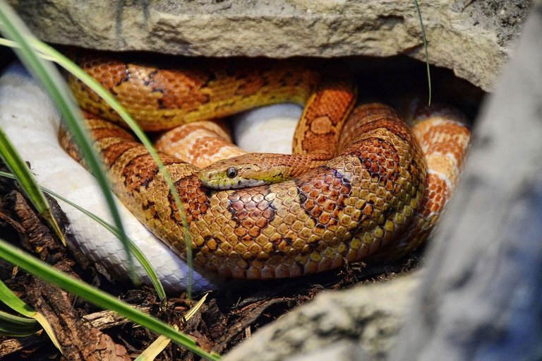 corn-snake-1974865_1280.jpg