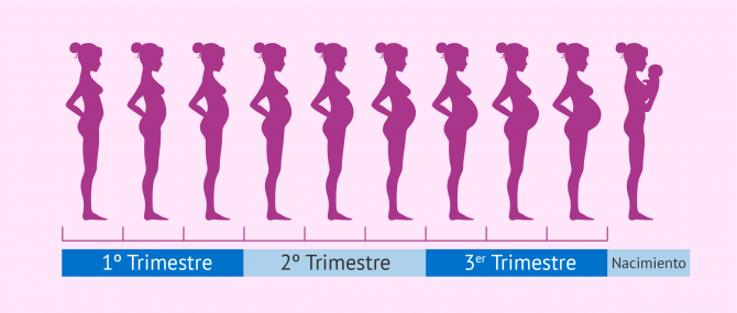 etapas-del-embarazo-por-meses-670x285.png