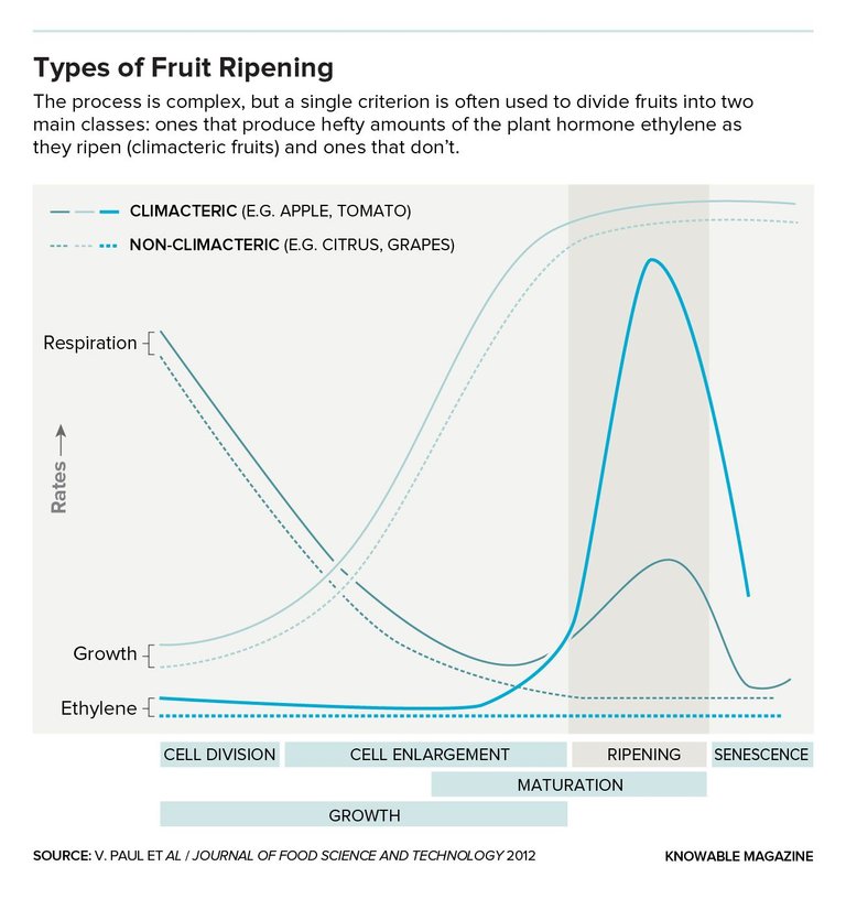 media_fruitiripen-ethylene.jpeg