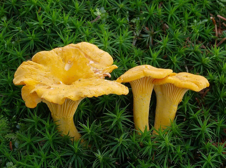 Chanterelle.png