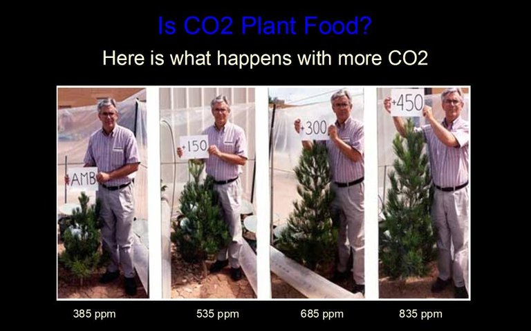 CO2PineGrowth.jpg