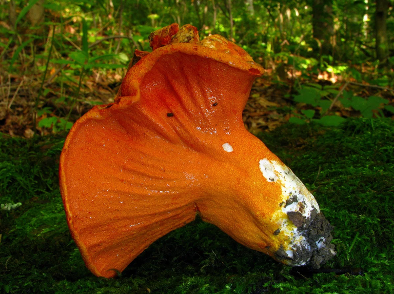 LobsterMushroom.png