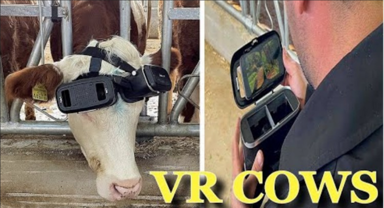 vr-cows.png