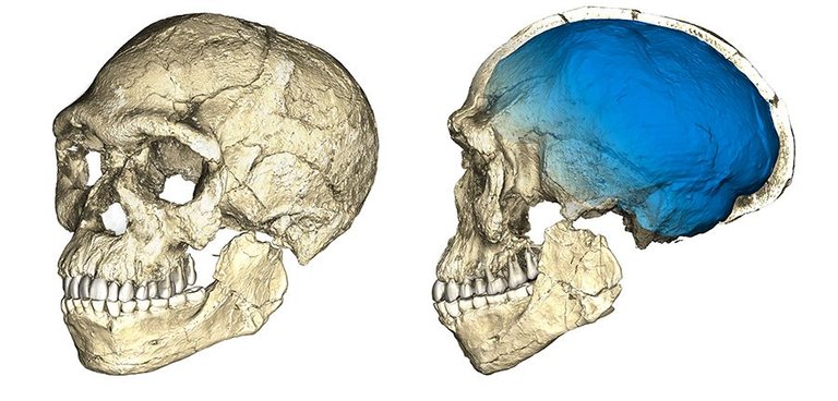 jebelirhoudskullsm.jpg