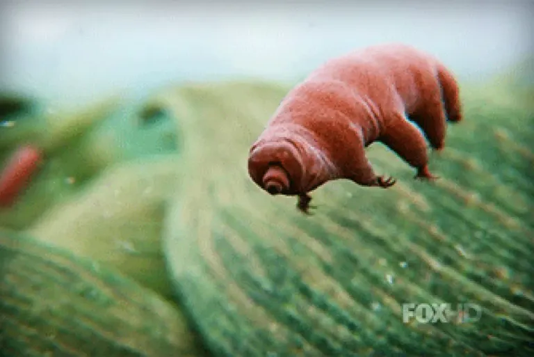 Tardigrade.webp