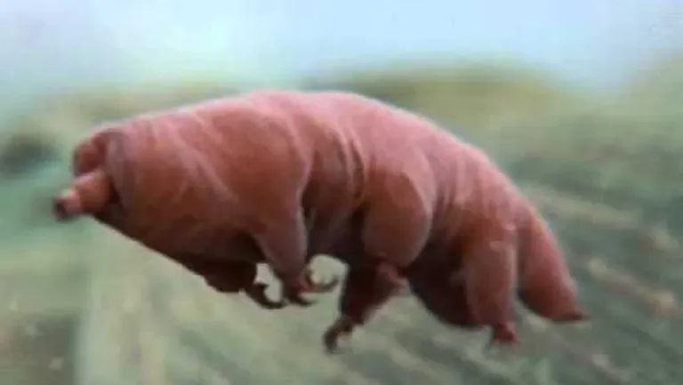 TardigradeWaterbear.webp