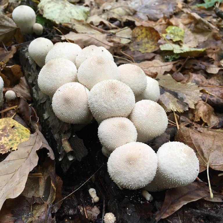 Lycoperdon_perlatum.jpg