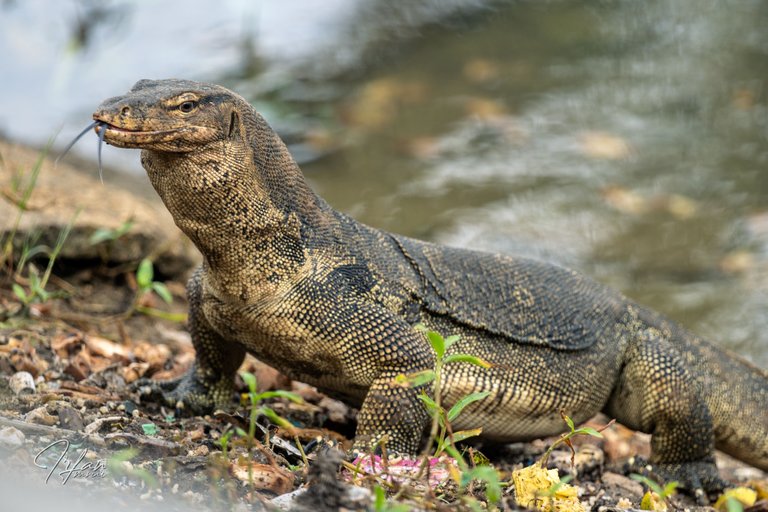 7 Monitor lizard (2).jpg