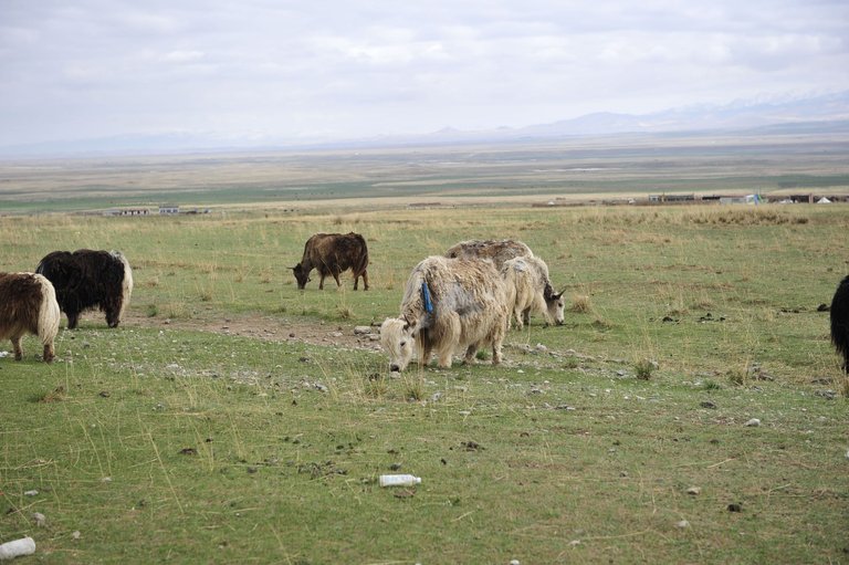 Yak Grazing