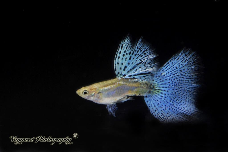 My Award Winning Fish - Champion in Class 4 Variegated for 2018 Annual Guppy Competition
