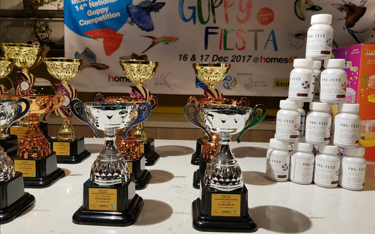 Trophies and Prizes for Guppy Competition