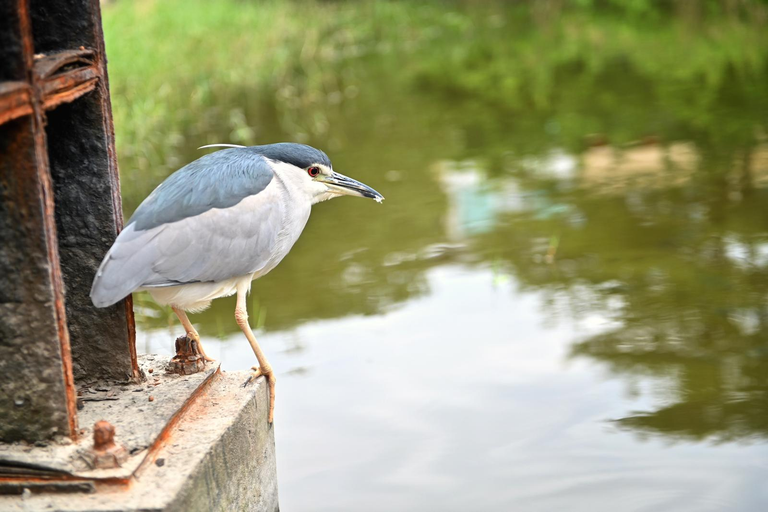 Another view of the bird